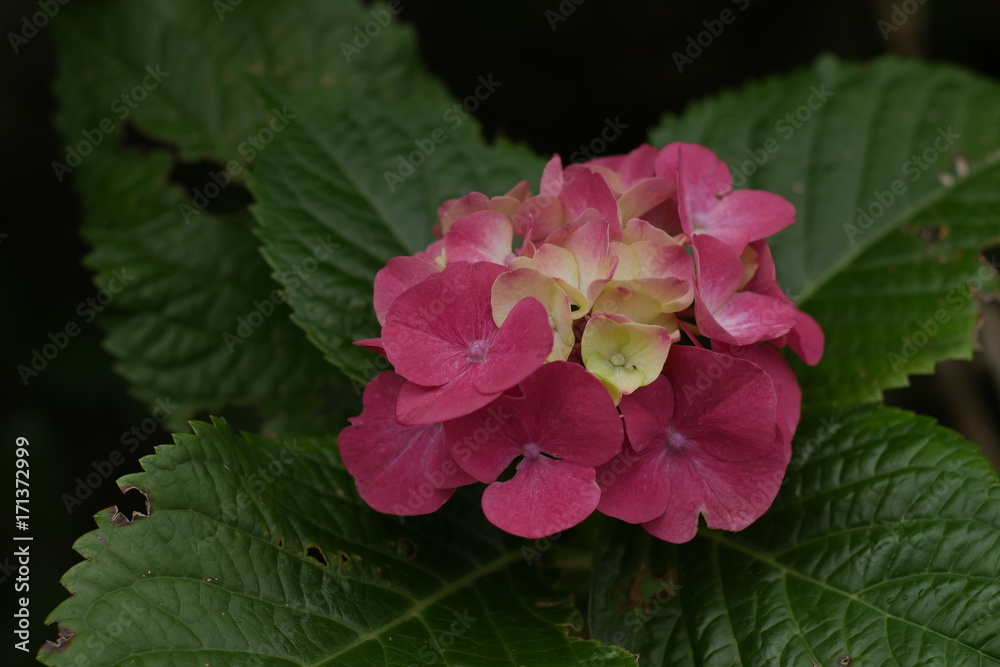 Close up of pretty pink flowers with narrow depth of field Close up of pretty pink flowers with narrow depth of field