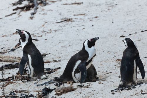 Boulders Penguin Colony  African Penguins  Boulders Beach  Cape Peninsula  South Africa