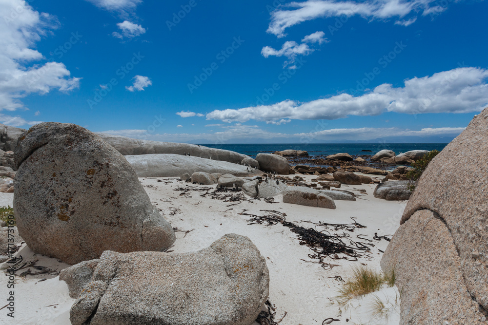 Boulders Penguin Colony, African Penguins in Boulders Beach, Cape Peninsula, South Africa Boulders Penguin Colony, African Penguins in Boulders Beach, Cape Peninsula, South Africa