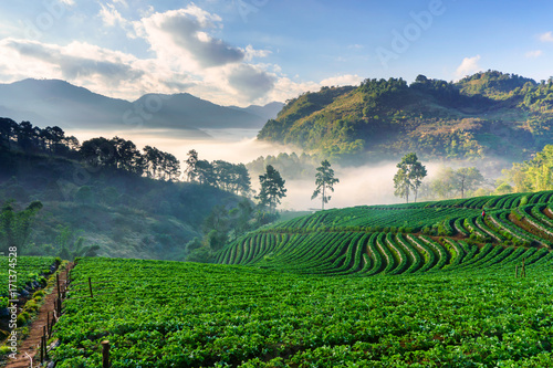 Misty morning sunrise in strawberry garden  View of Morning Mist at doi angkhang Mountain  Chiang Mai  Thailand