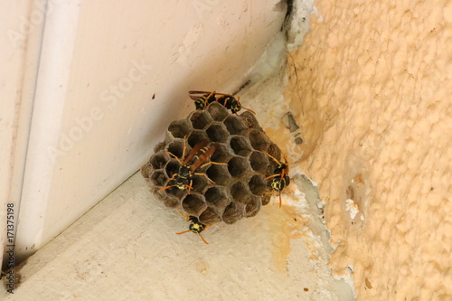 Feldwespen auf Nest