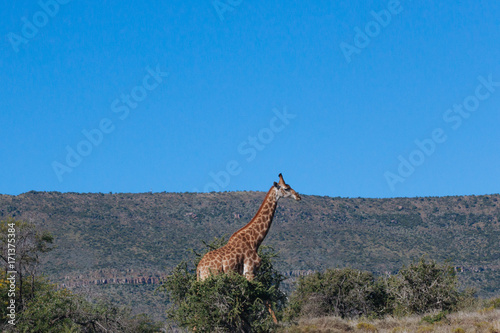 Giraffe in nature
