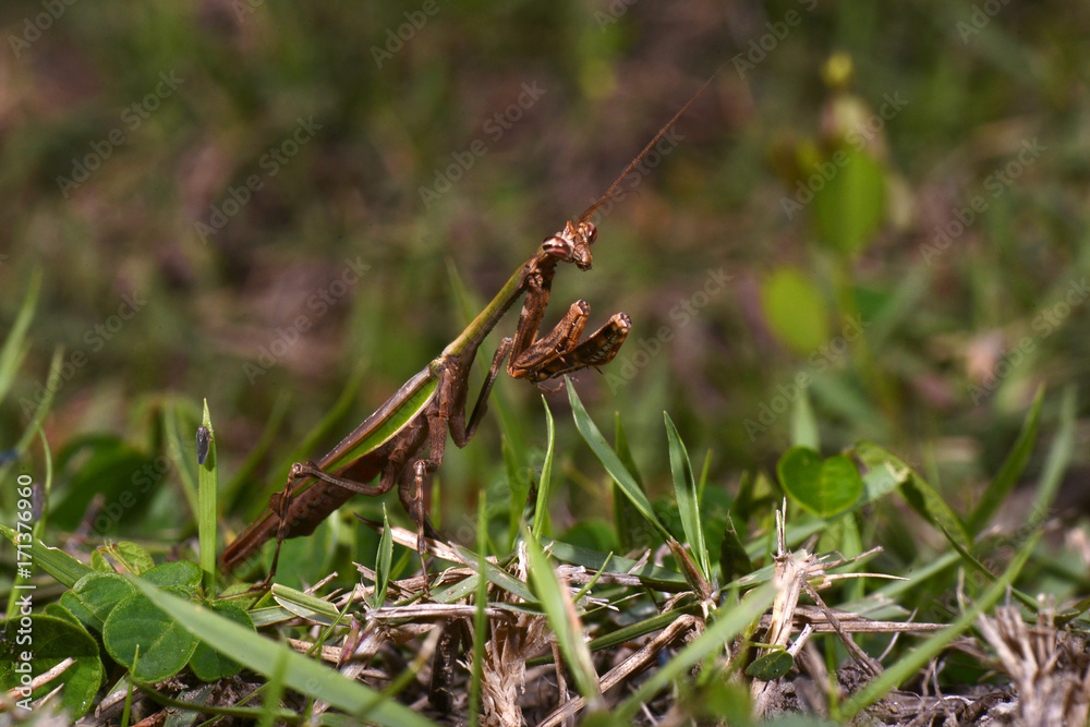 Louva-a-deus (Mantodea) | Praying mantis photographed in Linhares, Espírito Santo - Southeast of Brazil. Atlantic Forest Biome. Louva-a-deus (Mantodea) | Praying mantis photographed in Linhares, Espírito Santo - Southeast of Brazil. Atlantic Forest Biome.