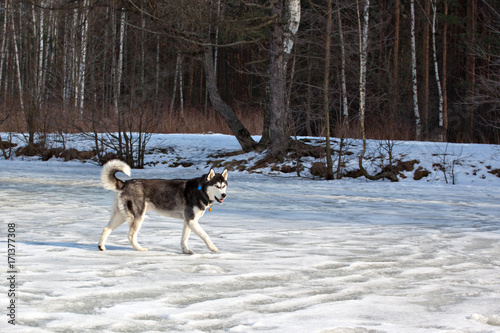 Siberian Husky dog walking on the frozen lake