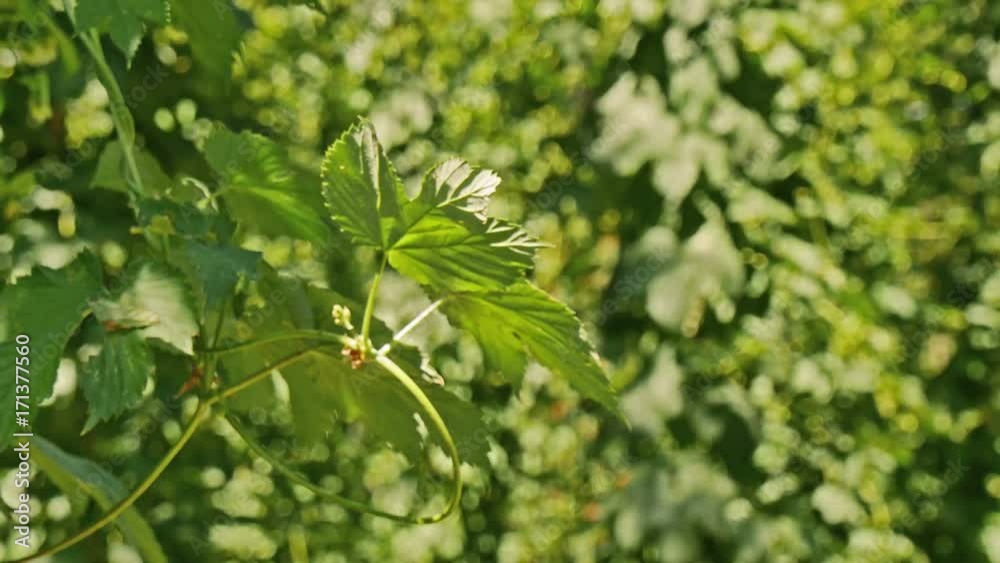 Sunny green hop garden with grownig hops Sunny green hop garden with grownig hops