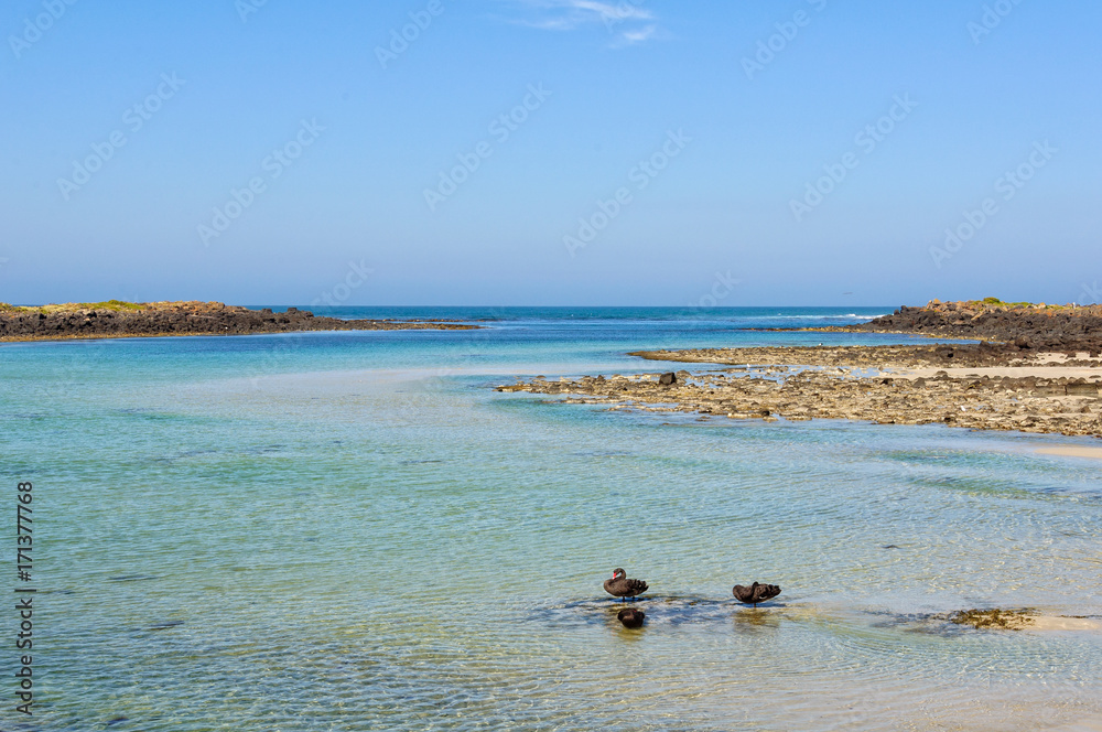 Obraz premium Shallow water between Griffiths Island and the mainland - Port Fairy, Victoria, Australia