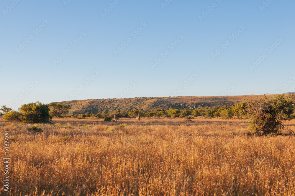 High plateau, Mesa, Great Karoo, South Africa High plateau, Mesa, Great Karoo, South Africa