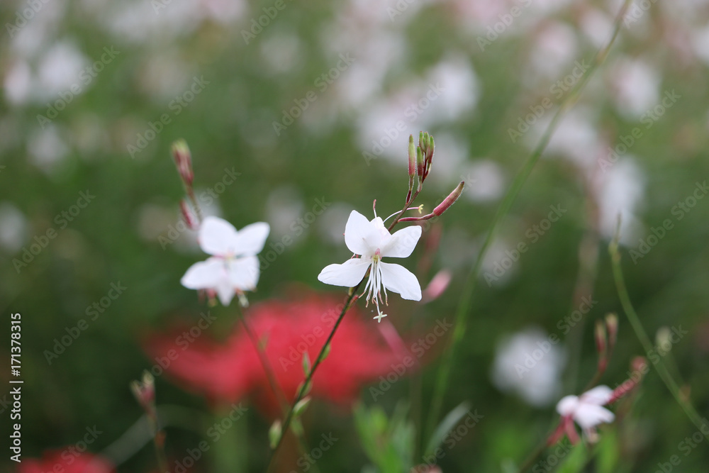 9月の花 ガウラ Stock 写真 Adobe Stock