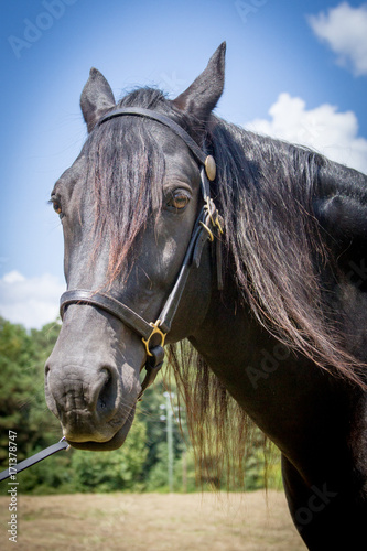 Black Horse Portrait © BONNIE C. MARQUETTE