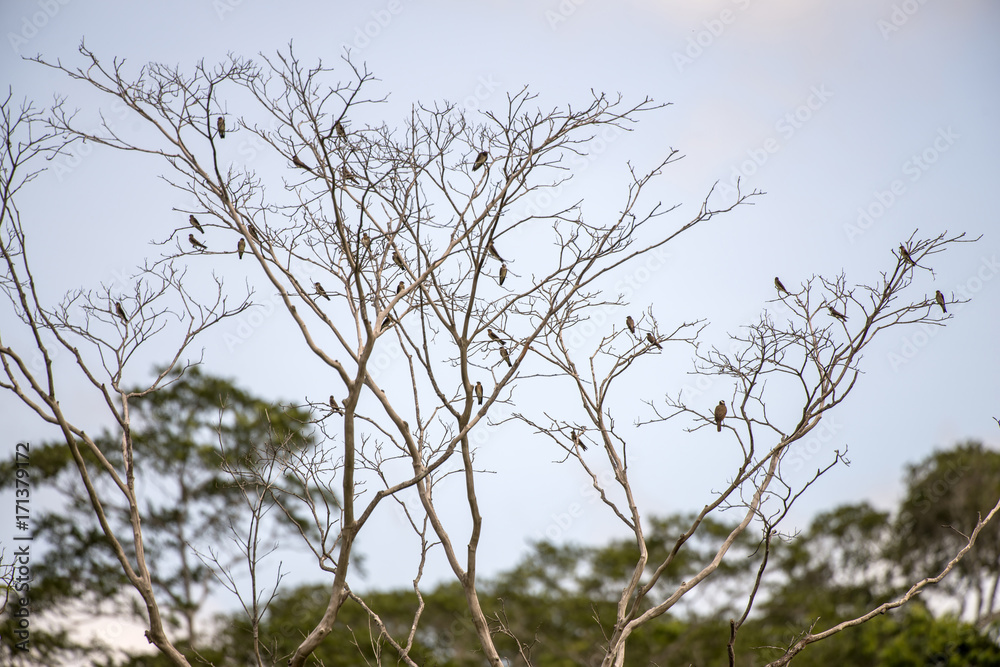 Andorinha-serradora (Stelgidopteryx ruficollis) | Southern Rough-winged Swallow photographed in Linhares, Espírito Santo - Southeast of Brazil. Atlantic Forest Biome. Andorinha-serradora (Stelgidopteryx ruficollis) | Southern Rough-winged Swallow photographed in Linhares, Espírito Santo - Southeast of Brazil. Atlantic Forest Biome.