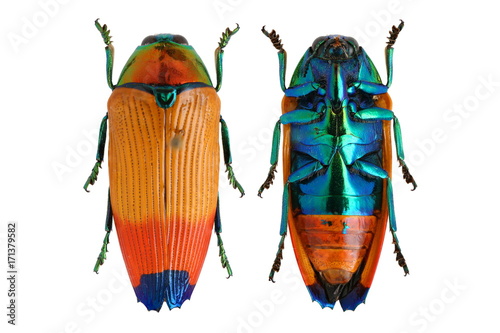 Carta da parati Metaxymorpha apicalis jewel beetle