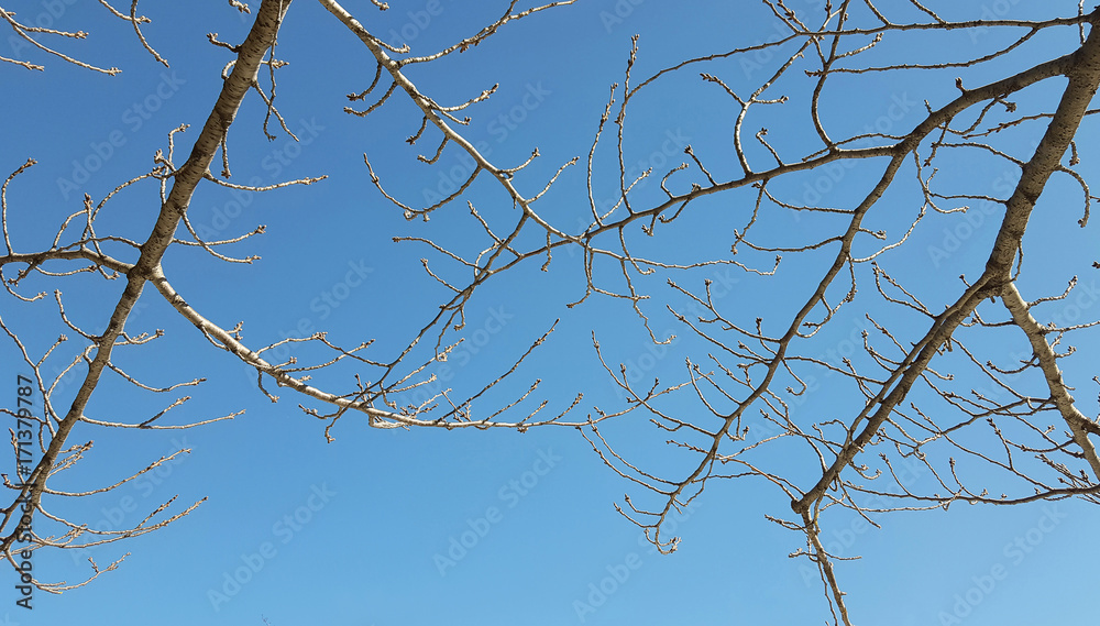 Dry season tree without leaves. Beautiful branch of tree in Autumn background. Dry season tree without leaves. Beautiful branch of tree in Autumn background.