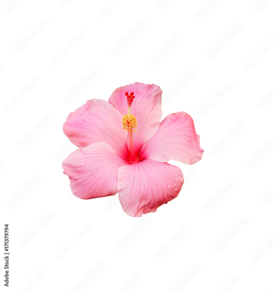 Hibiscus flower isolated on white background