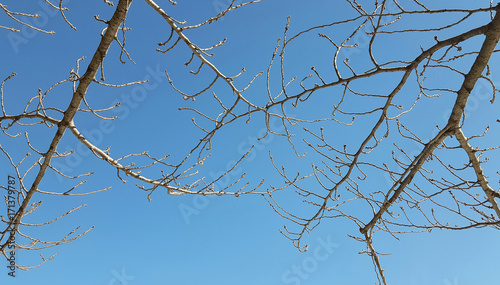 Dry season tree without leaves. Beautiful branch of tree in Autumn background.