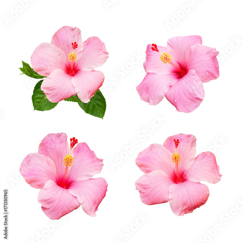Collection of Hibiscus flower isolated on white background
