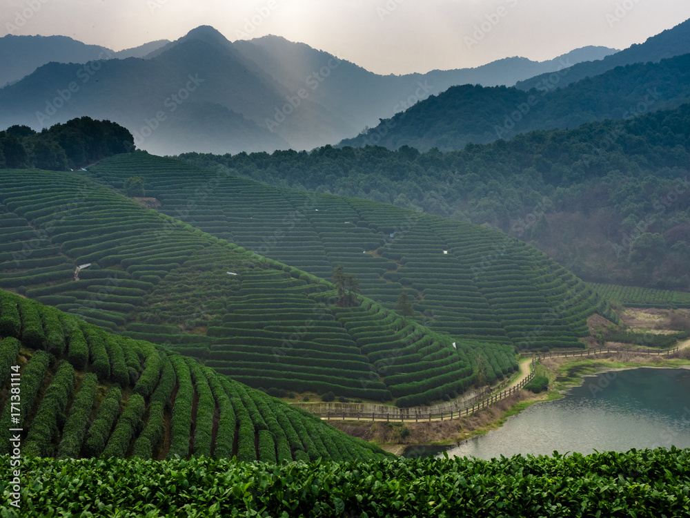 Fototapeta premium Tea Mountain