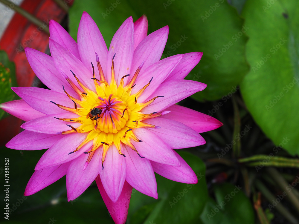 Large spike long violet purple gradient petal with yellow pollen water lily lotus above red clay plant pot basin and dense round green leaves, top view, bee attached eating honey Large spike long violet purple gradient petal with yellow pollen water lily lotus above red clay plant pot basin and dense round green leaves, top view, bee attached eating honey