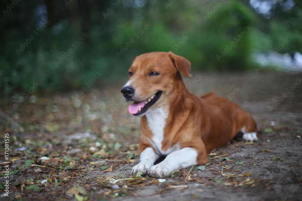 Portrait of an adorable brown dog outdoor. Portrait of an adorable brown dog outdoor.