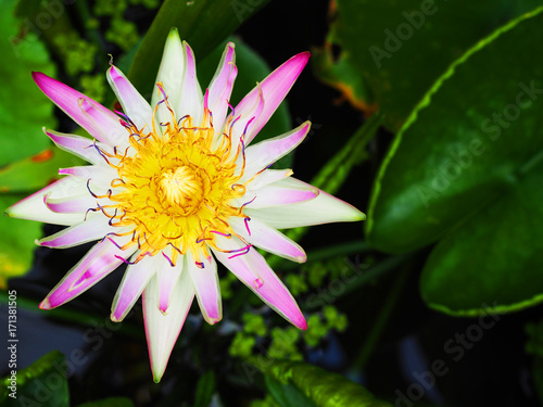 Large white gradient violet spike thin long petal  yellow pollen water lily lotus stem sprout  top view  on water basin  blurred dark round green leaf bush background