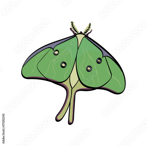 Luna Moth
