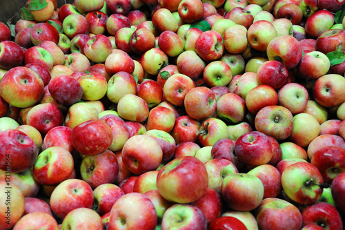 fresh harvest apple background