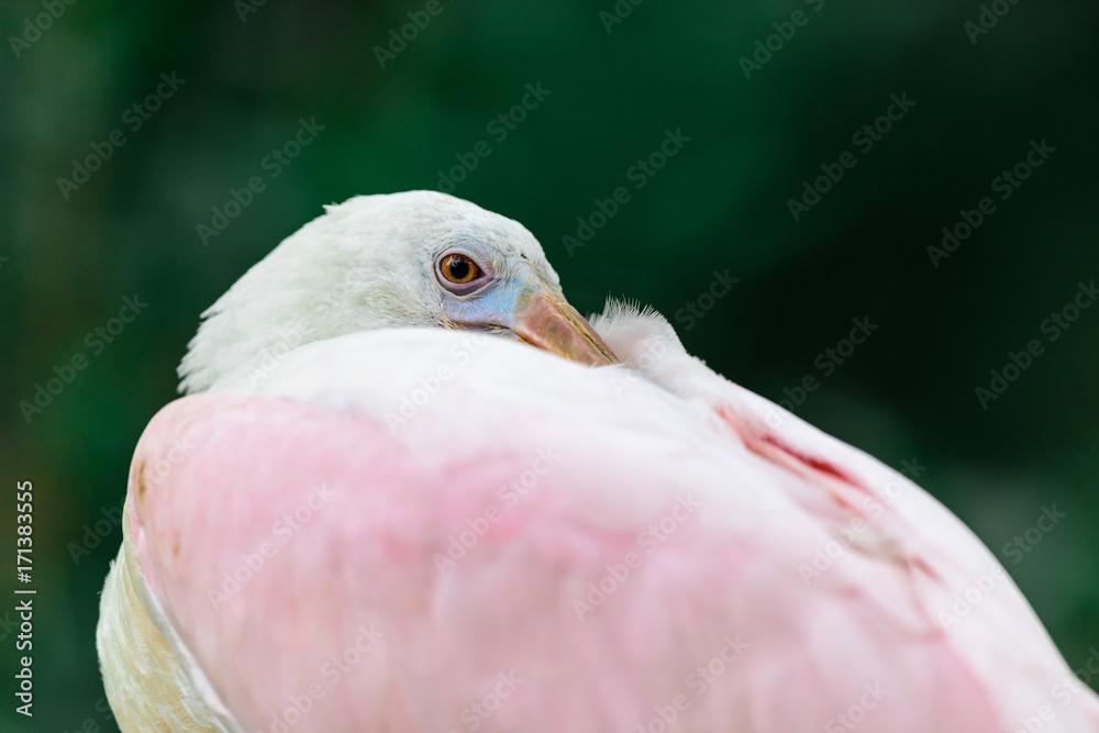 Fototapeta premium Platalea ajaja