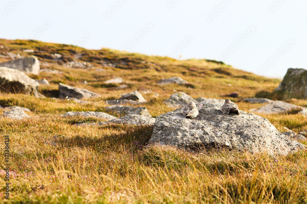 Birds on rock, Ireland