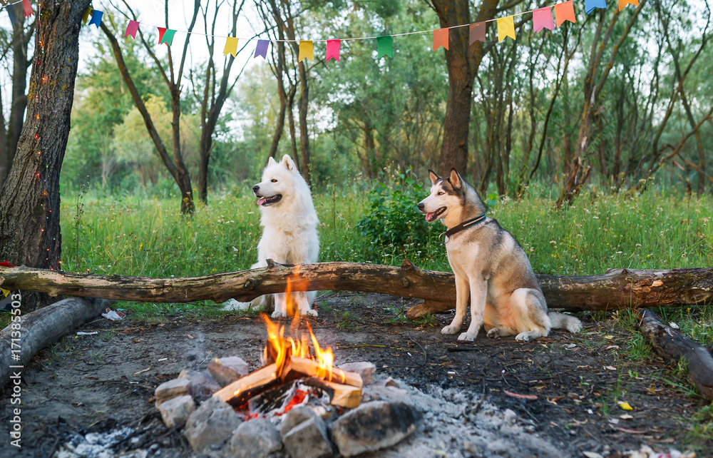 Two dogs in forest with bonfire.