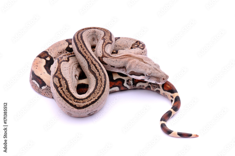 Obraz premium Boa constrictor imperator Pastel Stripe