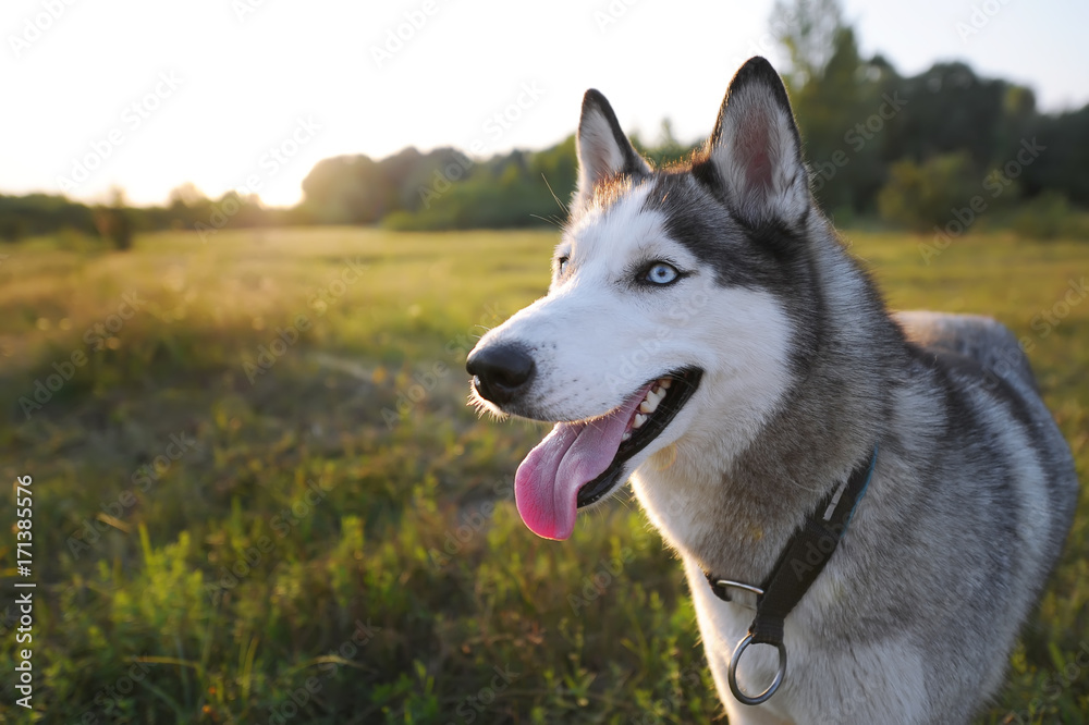 Husky dog sitting on meadow in the evening at sunset