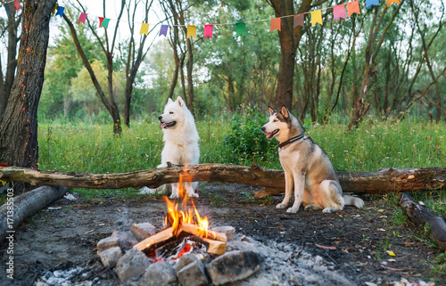 Obraz na płótnie Two dogs in forest with bonfire. w salonie