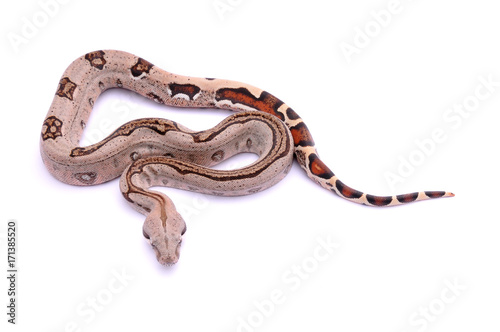 Boa constrictor imperator Pastel Stripe photo