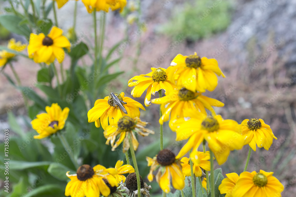 Grasshopper Snacking on Flowers Grasshopper Snacking on Flowers