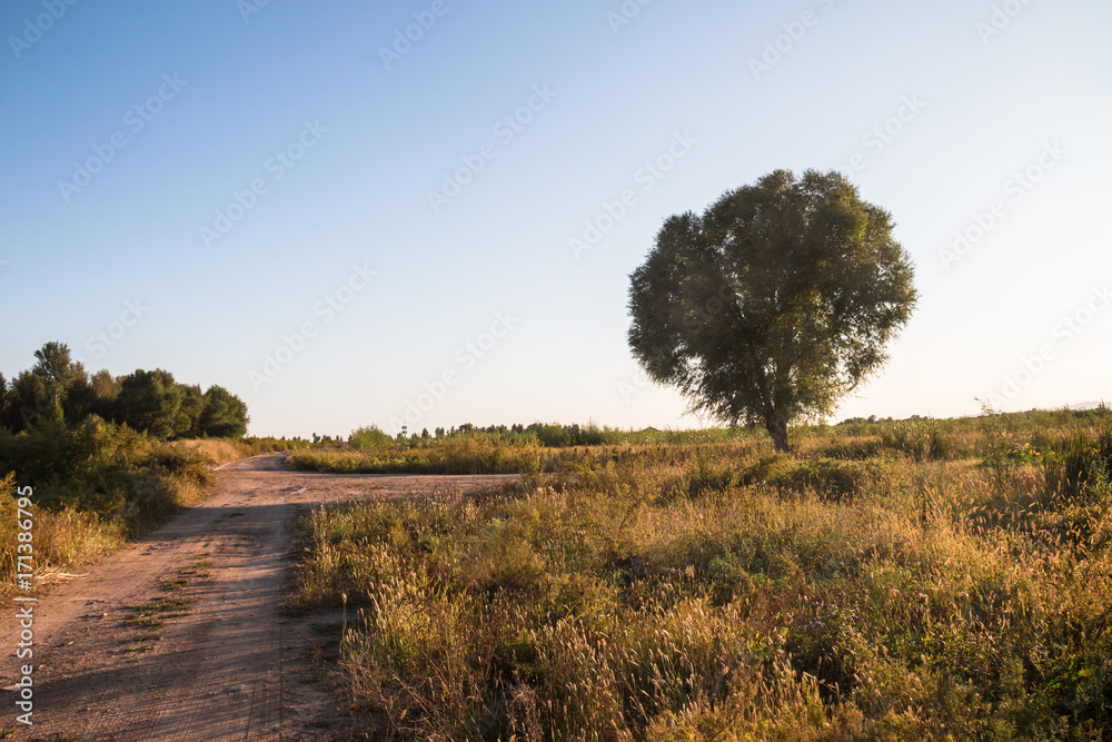 Fototapeta premium A tree is isolated outdoors