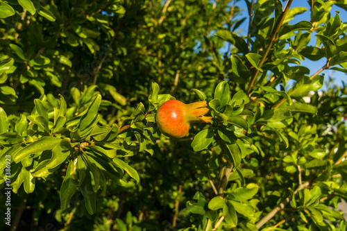 An ungainly fruit of a pomegranate in the sun's rays.