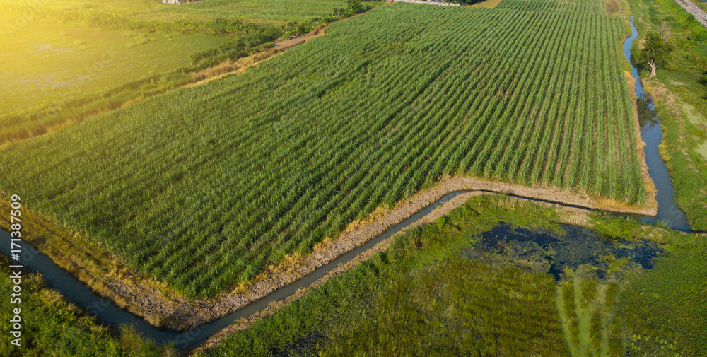 Sugarcane or agriculture in rural Ban Pong, Ratchaburi, Thailand