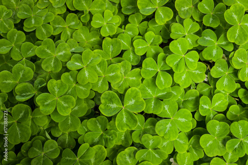 spring green clover leaves