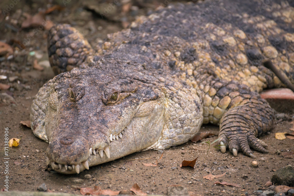 The huge crocodile lies on the ground in Manila zoo The huge crocodile lies on the ground in Manila zoo