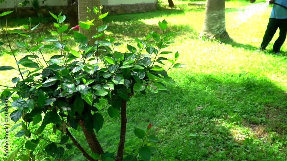 The gardener is watering the grass in a green garden. The gardener is watering the grass in a green garden.