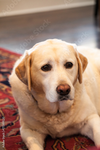 Labrador Retriever Dog