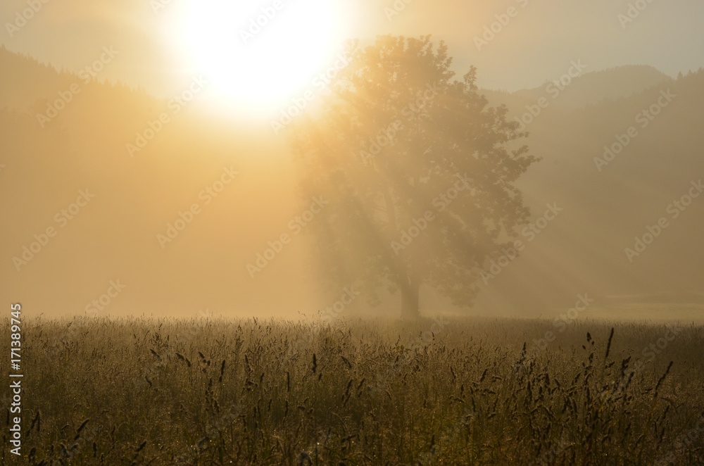 Sunshine through the fog and a silhouette of a tree