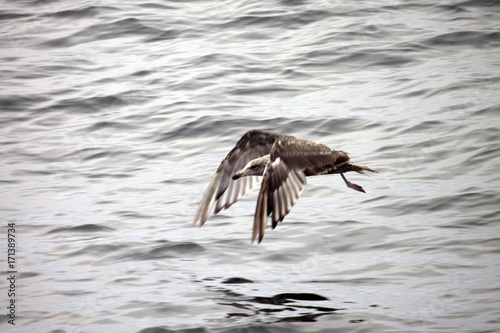 Bird Flying Over Water © kristinenoel
