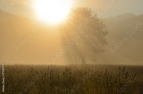 Sunshine through the fog and a silhouette of a tree © Stefan
