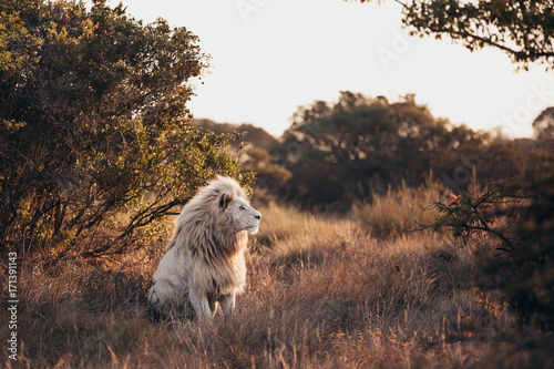 White lion sitting on grassy landscape in forest photo