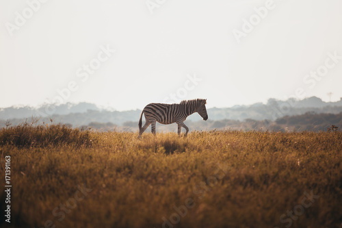Zebra on safari in South Africa.