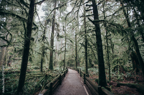 View of road passing through forest