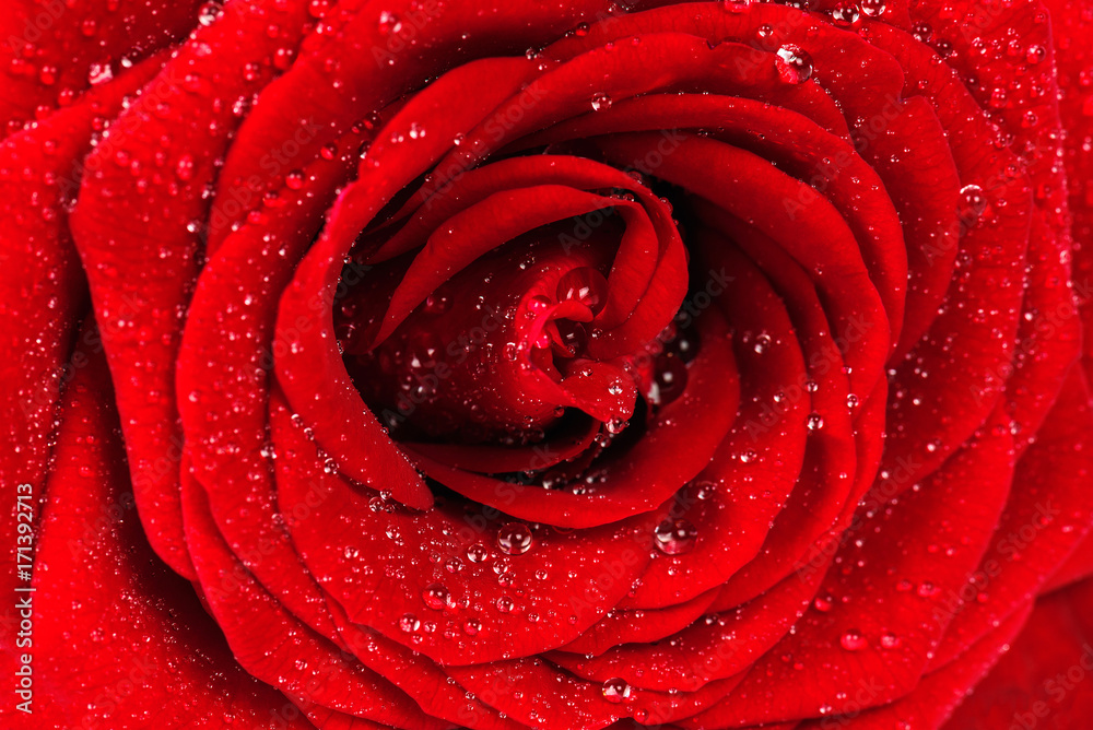 Red rose with dew drops close-up. Natural texture. Red rose with dew drops close-up. Natural texture.