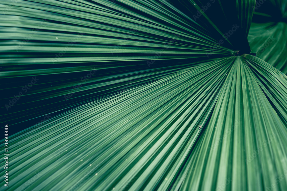 Obraz premium Fiji Fan Palm close up