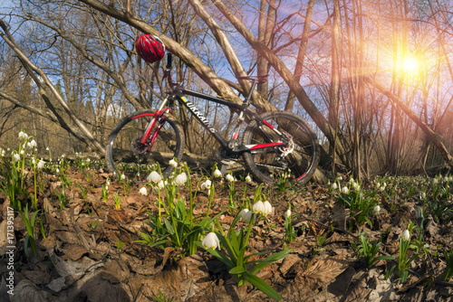 Primroses and Carbon bicycle