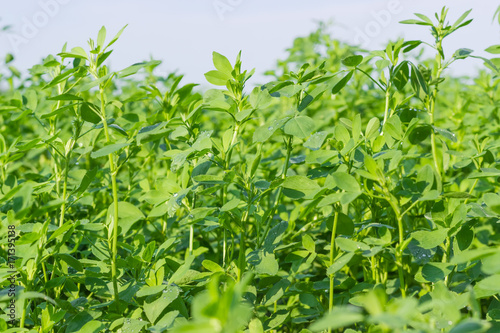 Young alfalfa with dew drops on field closeup